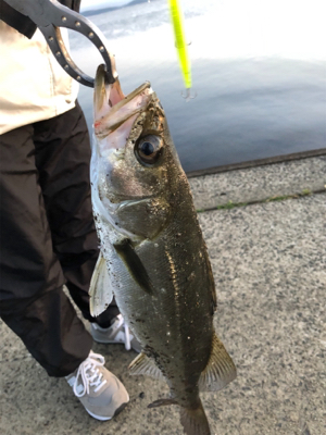 朝マズメ シーバス