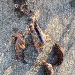 ガシリング 好調