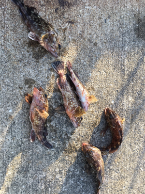 ガシリング 好調