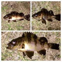 アジンガー1830〜1935