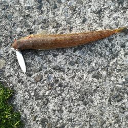 風がなければ、、、