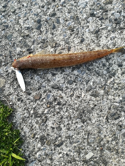 風がなければ、、、