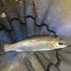 竜仙峡でニジマス