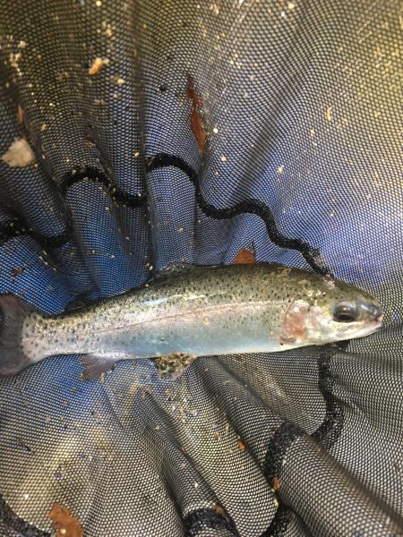 竜仙峡でニジマス