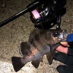 続大潮メバメバナイト