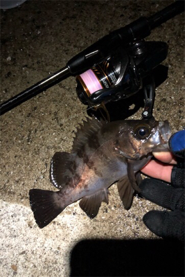 続大潮メバメバナイト