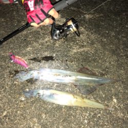 昨夜に引き続き！今夜は息子と共に(^｡^)