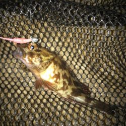 ガシリング サイズが…(><)