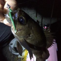 メバル朝まずめゲーム