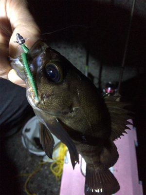 メバル朝まずめゲーム