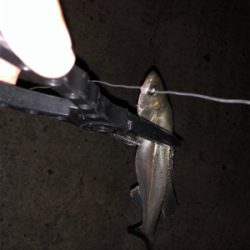 サバ消える チーバスボチボチ