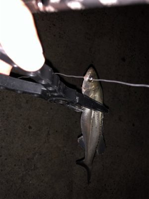 サバ消える チーバスボチボチ