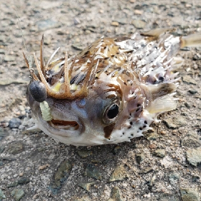 ホウボウ46センチ