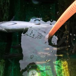 孝洋丸アジ釣り