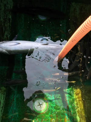 孝洋丸アジ釣り