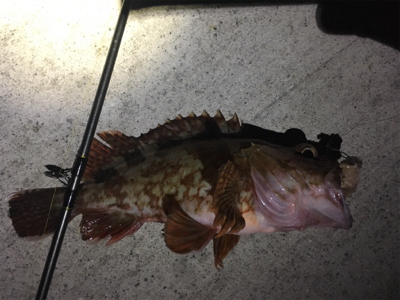 タチウオとイトヒキアジ