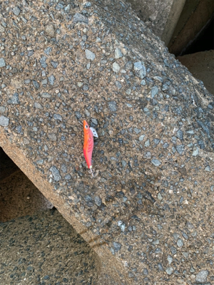 アオリイカ釣果!