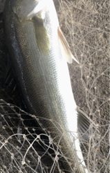 カタクチパターン