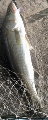 カタクチパターン