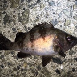 コロンコロンのメバル