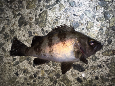 コロンコロンのメバル