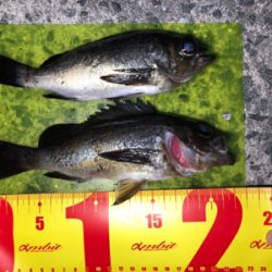 メバル シンペン