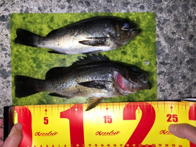 メバル シンペン