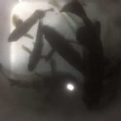 満月メバリング