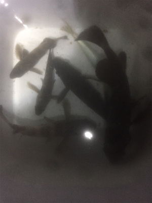 満月メバリング