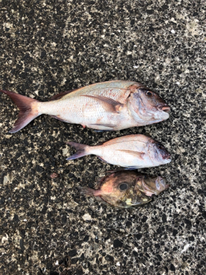 上五島釣行  記録更新♪