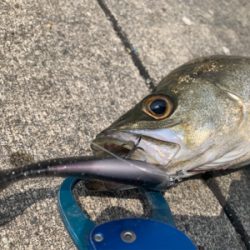 30分で５本キャッチ♫