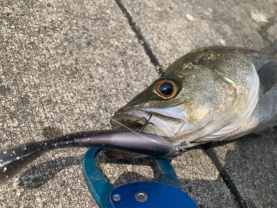 30分で５本キャッチ♫