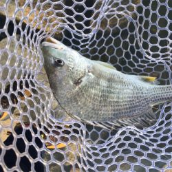 淀川ブリームゲーム 3連戦 2日目