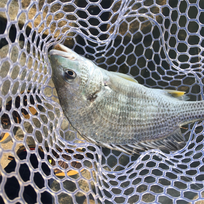 淀川ブリームゲーム 3連戦 2日目