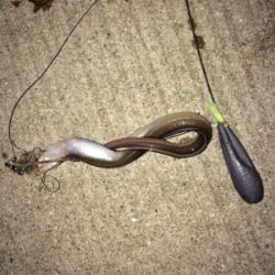 本命のカレイ釣れました