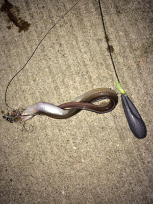 本命のカレイ釣れました