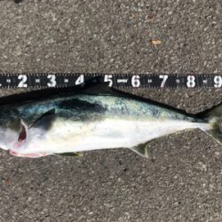 春のロックショア