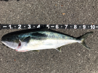 春のロックショア