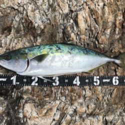 再びロックショア