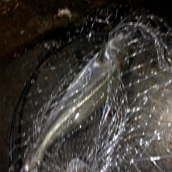 アジングのはずが