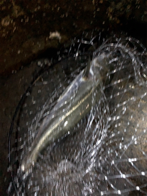 アジングのはずが