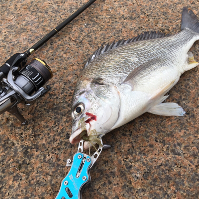 淀川ブリームゲーム 3連戦 3日目