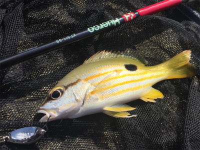 石垣ライトゲーム！！！