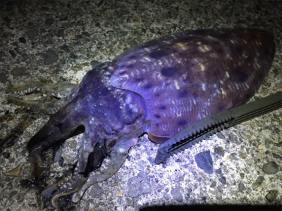 ナイトメバ&アジング