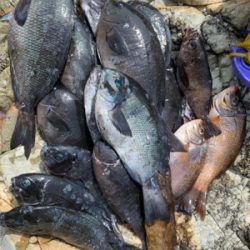 越前海岸フカセ釣り グレ