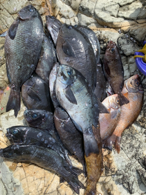 越前海岸フカセ釣り グレ