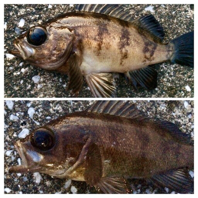 アジンガー1820〜1930