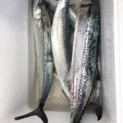 ライトショアジギング