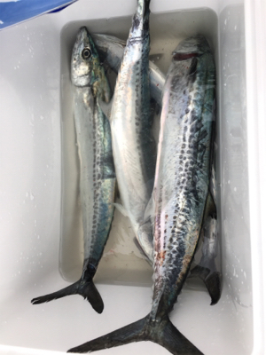 ライトショアジギング