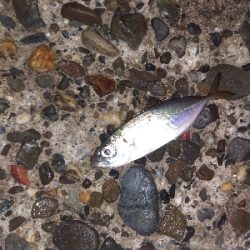 【須磨海岸】メバリングで3目釣り。尺メバルも。